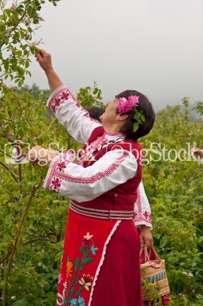 Розобер