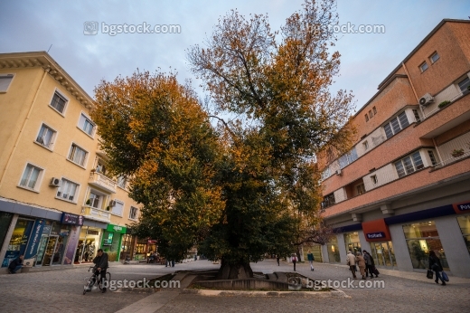 Стария бряст град Сливен